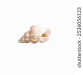 Wentletrap shell isolated on white background.Epitonium is a genus of small predatory sea snails, marine gastropod mollusks. Epitonium is the type genus of the family Epitoniidae, the wentletraps