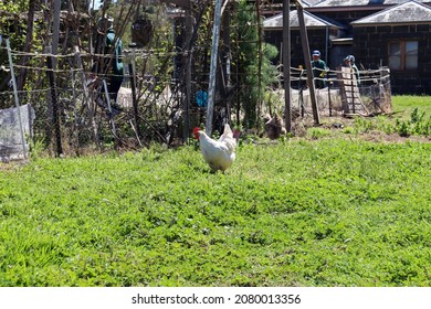 Werribee, Vic Australia - November 22 2021: Chicken In Community Garden At Werribee Park