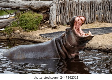 Werribee, Victoria, Australia - Hippo yawning at the Werribee Open Range Zoo near Melbourne.