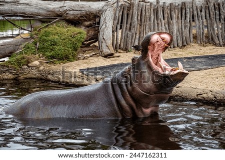 Werribee, Victoria, Australia - Hippo yawning at the Werribee Open Range Zoo near Melbourne.