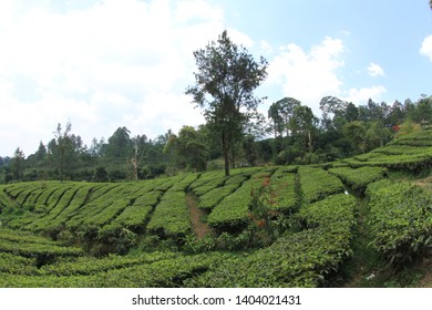 Wes Java Tea Plantation In Puncak Pass Area In Indonesia 