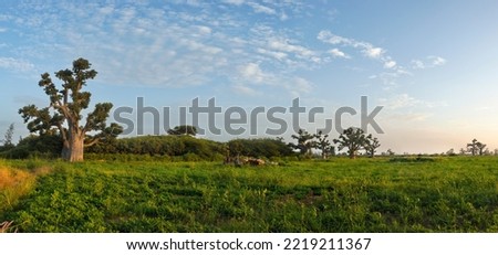 Similar – Image, Stock Photo Majestic Baobab Tree by the Shore at Praia Emilia