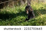 West African baby chimpanzee (Pan troglodytes verus) playing with a rope. Blurred background. Selective focus.