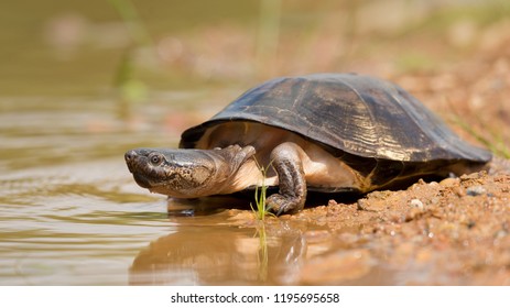 Pelomedusidae Images, Stock Photos & Vectors | Shutterstock