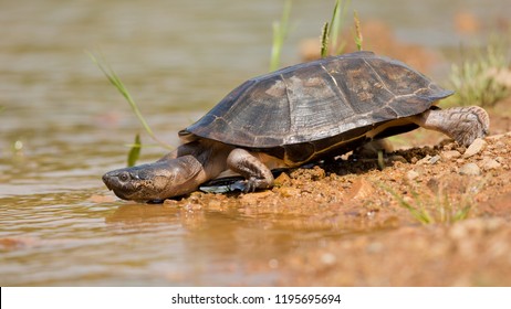 West African Black Turtle (Pelusios Niger) Is A Species Of Turtle In The Family Pelomedusidae. It Is Endemic To Africa, In Cameroon, Equatorial Guinea, Gabon, And Nigeria