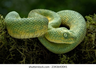 West African Bush Viper, or West African Leaf Viper (Atheris clorechis), are a gorgeous viper from Western Africa. - Shutterstock ID 2343643041