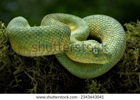 West African Bush Viper, or West African Leaf Viper (Atheris clorechis), are a gorgeous viper from Western Africa.