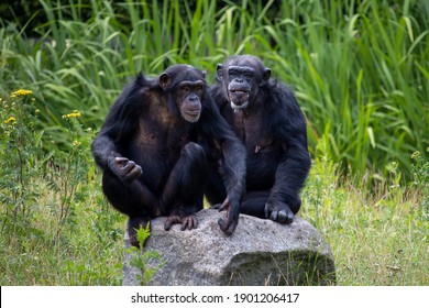 チンパンジー の画像 写真素材 ベクター画像 Shutterstock