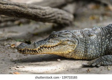 West African Crocodile Profile Portrait Stock Photo 139733185 ...