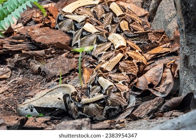 West African Gaboon viper (Bitis rhinoceros) is a viper species endemic to West Africa. Like all vipers, it is venomous. It has a distinctive set of enlarged nasal scales like a pair of horns on nose. - Powered by Shutterstock