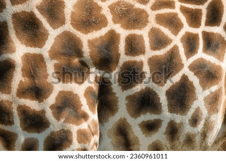  The West African giraffe body skin closeup in the Paris zoologic park, formerly known as the Bois de Vincennes, 12th arrondissement of Paris, which covers an area of 14.5 hectares