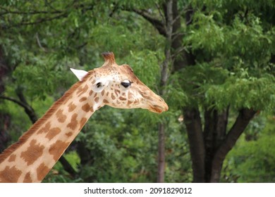 West African Giraffe head close-up (Paris Zoological Park) - Shutterstock ID 2091829012