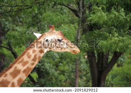 West African Giraffe head close-up (Paris Zoological Park)