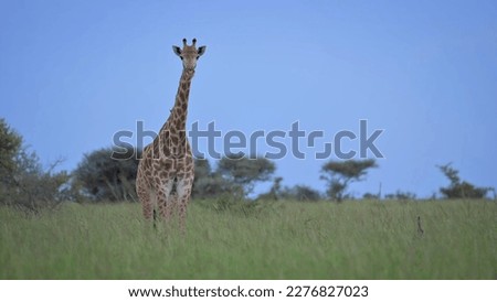 The West African giraffe also known as the Niger giraffe