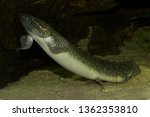 West African lungfish (Protopterus annectens).
