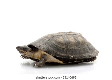 3 African sideneck turtle Images, Stock Photos & Vectors | Shutterstock