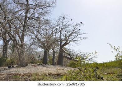 West African Vultures Over A Baobab Tree In Formosa Island In The Bijagós Archipelago