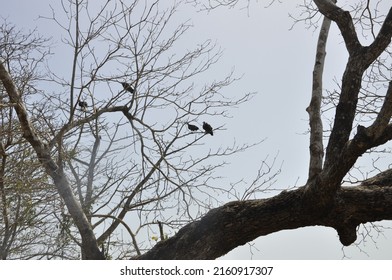 West African Vultures Over A Baobab Tree In Formosa Island In The Bijagós Archipelago