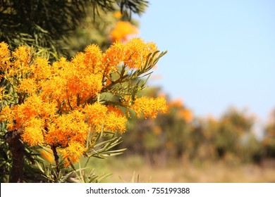 The West Australian Christmas Tree