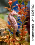 A West Australian long snout seahorse, Hippocampus elongatus, or subelongatus, mature adult in pink. Side profile view.