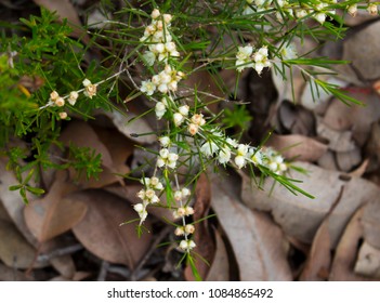 West Australian  Sweet Scented Wild Flower White Swan River Myrtle  Hypocalymma Angustifolia In Full Spring Bloom In  Bunker's Bay,  West Australia In Early Spring .