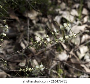 West Australian  Sweet Scented Wild Flower Pink And White Swan River Myrtle In Full Spring Bloom At Crooked Brook  National Park,  West Australia In Early Spring .