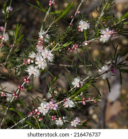 West Australian  Sweet Scented Wild Flower Pink And White Swan River Myrtle In Full Spring Bloom At Crooked Brook  National Park,  West Australia In Early Spring .