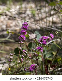 West Australian  Sweet Scented Wild Flower Pink And White Swan River Myrtle In Full Spring Bloom At Crooked Brook  National Park,  West Australia In Early Spring .