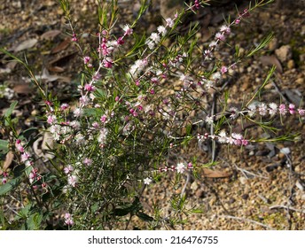 West Australian  Sweet Scented Wild Flower Pink And White Swan River Myrtle In Full Spring Bloom At Crooked Brook  National Park,  West Australia In Early Spring .