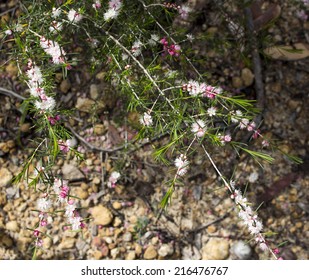 West Australian  Sweet Scented Wild Flower Pink And White Swan River Myrtle In Full Spring Bloom At Crooked Brook  National Park,  West Australia In Early Spring .