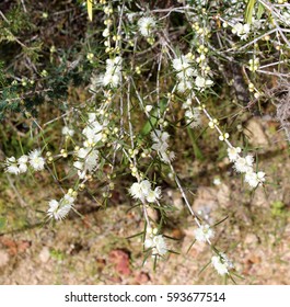 West Australian  Sweet Scented Wild Flower White Swan River Myrtle  Hypocalymma Angustifolia In Full Spring Bloom In  Bunker's Bay,  West Australia In Early Spring .