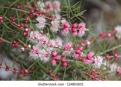 West Australian Wild Flower Pink And White Swan River Myrtle In Full Spring Bloom At Crooked Brook  National Park,  West Australia.