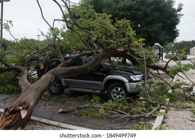 west bay, Grand Cayman, Cayman Islands - 11/7/20 tropical storm Eta has blown a tree over onto a car causing significant damage