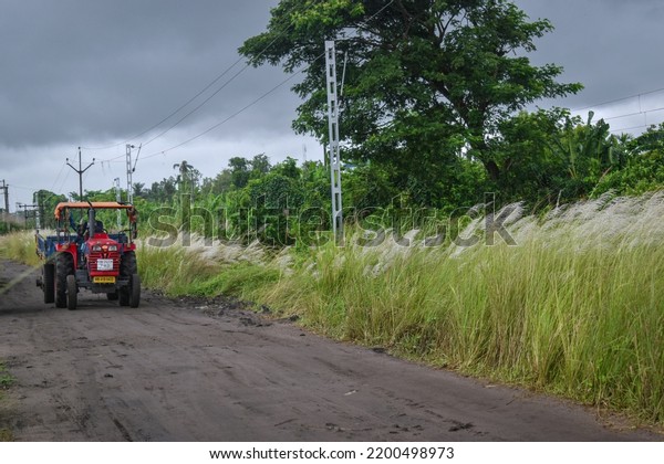 West Bengal, India, 11-9-22 - A\
tractor passes past Kaash flowers on the outskirts of\
Kolkata.