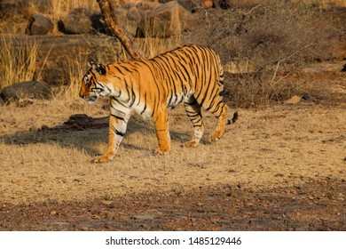 West Bengal Tiger Ranthambore National Park Stock Photo 1485129446 ...