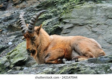 West Caucasian goat (Capra Caucasica) - Shutterstock ID 242147044