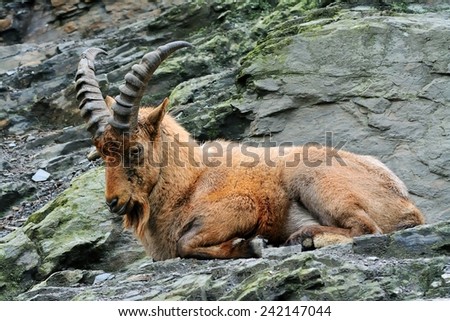 West Caucasian goat (Capra Caucasica)
