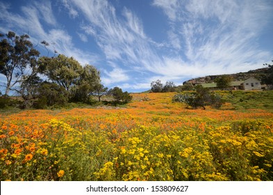 West Coast Flowers, South Africa