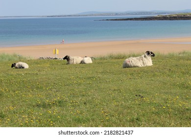 West Coast Of Ireland Landscape In Achill Island In County Mayo With Grass Sea Sand Beach Sheep