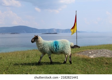 West Coast Of Ireland Landscape In Achill Island In County Mayo With Grass Sea Sand Beach Sheep