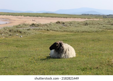 West Coast Of Ireland Landscape In Achill Island In County Mayo With Grass Sea Sand Beach Sheep