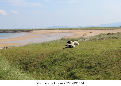 West Coast Of Ireland Landscape In Achill Island In County Mayo With Grass Sea Sand Beach Sheep