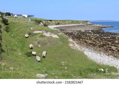 West Coast Of Ireland Landscape In Achill Island In County Mayo With Grass Sea Sand Beach Sheep