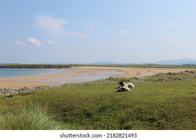 West Coast Of Ireland Landscape In Achill Island In County Mayo With Grass Sea Sand Beach Sheep