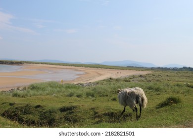 West Coast Of Ireland Landscape In Achill Island In County Mayo With Grass Sea Sand Beach Sheep