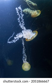 West Coast Sea Nettle Jellyfish (Chrysaora Fuscescens), Planktonic Scyphozoan In The Family: Pelagiidae, Region: Eastern Pacific Ocean