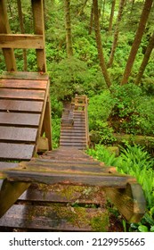 West Coast Trail Scenery In Vancouver Island, British Colombia, Canada