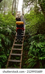 West Coast Trail Scenery In Vancouver Island, British Colombia, Canada