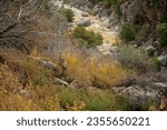 To the west are dry foothills descending to the San Joaquin Valley, on which you will no longer meet coniferous giants. But there, in absolutely wild areas, there are numerous thickets of California b