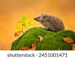West European Hedgehog in green moss with little spruce tree